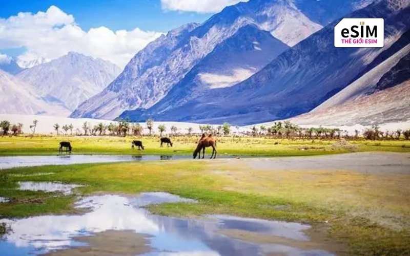 Thung lũng Nubra (Ladakh) – Vẻ đẹp siêu thực của tiểu Tây Tạng
